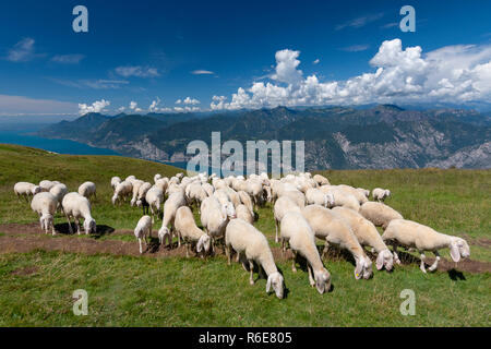 Schafherde mit Schäferhund Beweidung auf der Hochebene des Monte Baldo, Malcesine, Lombardei, Italien Stockfoto