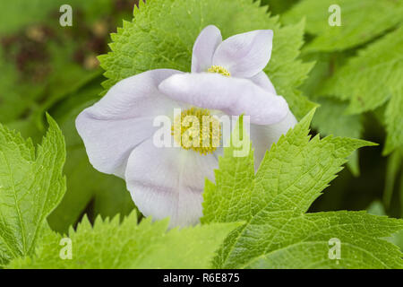Japanischer Waldmohn Stockfoto
