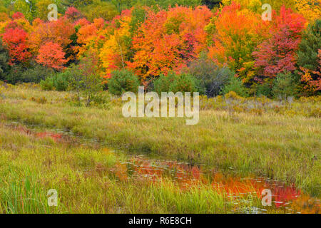 Herbst Laub in einem Feuchtgebiet Wasser Kanal wider, Pointe au Baril, Ontario, Kanada Stockfoto