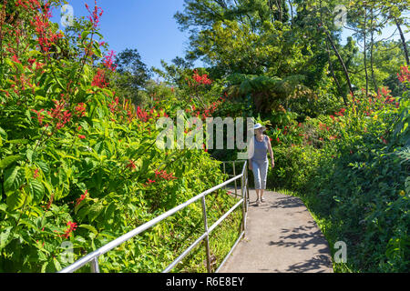 Honomū, Hawaii - Susan Newell, 69, Wanderungen auf einem Trail in Akaka Falls State Park. Stockfoto