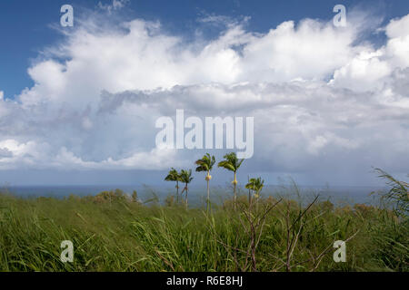 Laupāhoehoe, Hawaii - Palmen in alten Zuckerrohrplantage Land über dem Pazifischen Ozean auf Hawaiis Big Island. Stockfoto