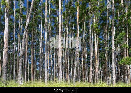 Pa'auilo, Hawaii - Eukalyptus Baumplantagen Linie eine Landstraße über dem Pazifischen Ozean. Tausende von Hektar eukalyptus Bäume gepflanzt wurden. Stockfoto