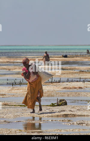 Mgawi Dorf Sansibar, Tansania, Afrika, 08.23.2017 Frauen sind die Kultivierung der Algen, am Strand während der Ebbe. Stockfoto