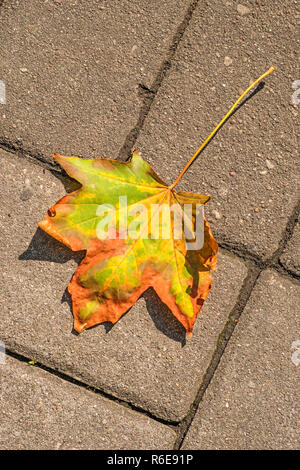 Herbstliche lackiert Blatt auf einer Straße Stockfoto