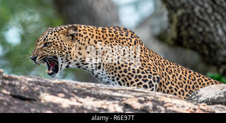 Leoparden brüllen. Leopard auf einem Stein. Die sri-lankische Leopard (Panthera pardus kotiya) weiblich. Stockfoto