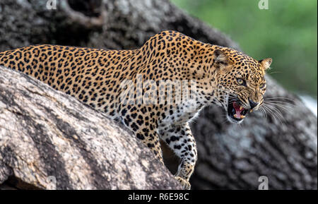 Leoparden brüllen. Leopard auf einem Stein. Die sri-lankische Leopard (Panthera pardus kotiya) weiblich. Stockfoto