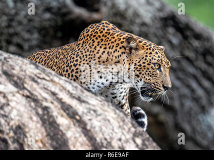 Leoparden brüllen. Leopard auf einem Stein. Die sri-lankische Leopard (Panthera pardus kotiya) weiblich. Stockfoto