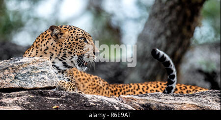 Leoparden brüllen. Leopard auf einem Stein. Die sri-lankische Leopard (Panthera pardus kotiya) weiblich. Stockfoto