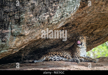 Ein Portrait eines Leopard in einem Felsen liegend, Lecken der Lippen. Die Frau aus Sri Lanka Leopard (Panthera pardus kotiya). Sri Lanka. Yala National Park. Stockfoto