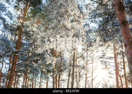 Eisige Bäume im verschneiten Wald, kaltes Wetter im sonnigen Morgen. Ruhigen winter natur im Sonnenlicht. Inspirierende Natur Winter Garten oder Park. Friedliche cool Ökologie Natur Landschaft Hintergrund Stockfoto