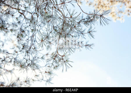 Frosty Pine Tree Branch im verschneiten Wald, kaltes Wetter, sonnigen Morgen. Ruhigen winter natur im Sonnenlicht. Inspirierende Natur Winter Garten oder Park. Friedliche cool Ökologie Natur Landschaft Hintergrund Stockfoto