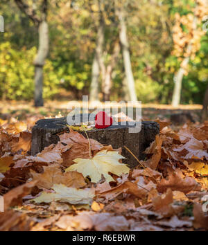 Rote Herzen aus Holz liegt auf einem Baumstumpf in der Mitte eines Herbst park mit trockenen Ahornblätter Stockfoto