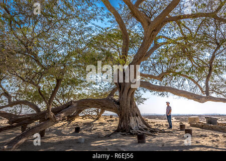 Bahrain, Feb 3nd 2018 - ein Tourist zu dem Baum des Lebens, die in Bahrain Stockfoto