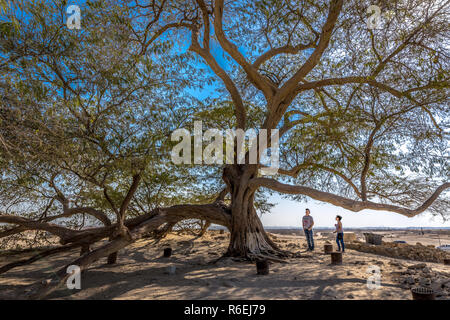 Bahrain, Feb 3nd 2018 - ein Tourist zu dem Baum des Lebens, die in Bahrain Stockfoto