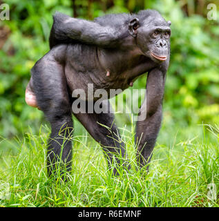 Erwachsenes Weibchen Bonobo auf dem Grünen Hintergrund im natürlichen Lebensraum. Der Bonobo (Pan paniscus), die sog. pygmy Schimpansen. Demokratische Republi Stockfoto