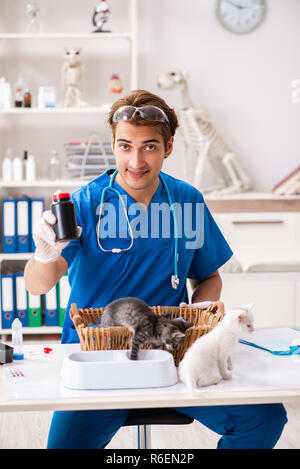 Tierarzt Arzt Kätzchen Prüfung in Animal Hospital Stockfoto