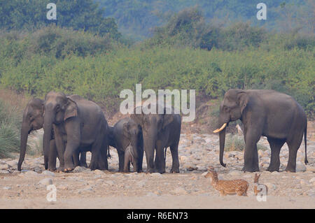 Herde von wilden Asiatischen Elefanten (Elephas Maximus) auf Corbett National Park, Indien Stockfoto