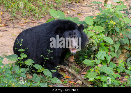 Der asiatische Schwarzbär (Ursus Thibetanus, Selenarctos thibetanus, Mond, asiatische Schwarz und White-Chested Bär) in der Nähe von Luang Prabang in Laos, Indochina, Sou Stockfoto