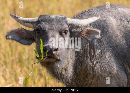 Asiatische Wasserbüffel, Wilde Wasserbüffel, Carabao (Bubalus bubalis", Bubalus Arnee), in Vang Vieng, Laos Stockfoto