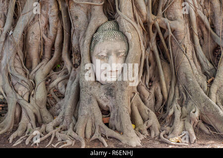 Großer Stein Buddha Kopf In Feigenbaum Wurzeln, Wat Mahathat, Ayutthaya, Thailand, Südostasien, Asien Stockfoto