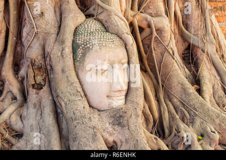 Großer Stein Buddha Kopf In Feigenbaum Wurzeln im Wat Mahathat, Ayutthaya, Thailand Stockfoto