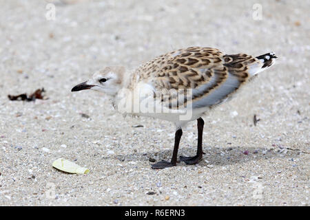 Baby silver Gull bei Penguin Island Stockfoto