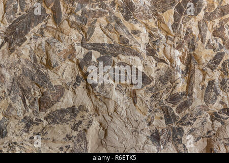 Impressum fossiler prähistorische Pflanze Laub auf Stein Stockfoto