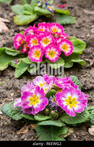 Primula flwers auf Erde in Blumenbeet Stockfoto