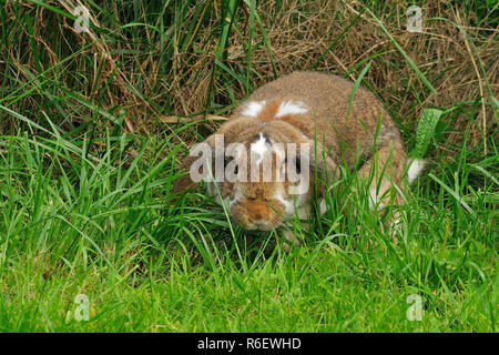 Widder Kaninchen auf einer Wiese Stockfoto