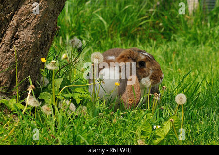 Widder Kaninchen auf einer Wiese Stockfoto