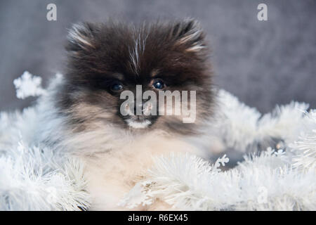 Pomeranian Spitz hund welpe in Girlanden auf Weihnachten oder Neujahr Stockfoto