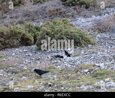 Choughs Fütterung im Geröll, Felsen an cliff Base auf der Suche nach Insekten und Larven mit ihren starken Bill Stockfoto