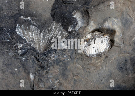 Brachiopoden in schwarz Lias von Clements Steinbruch, Oystermouth Straße weiß beschichtet Lager Beweise für einen Zeitraum von Süßwasser eintauchen Stockfoto