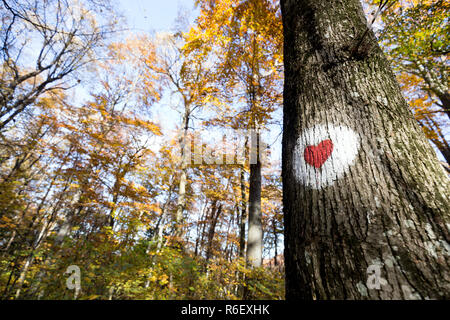 Rotes Herz auf Baum im Wald lackiert Stockfoto