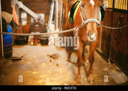 Weibliche Rider Züge das Pferd aus dem Stall Stockfoto