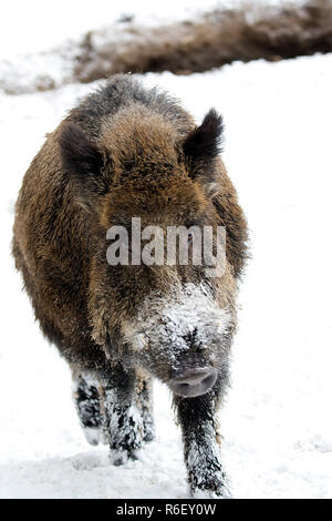 Wildschwein im winter Stockfoto