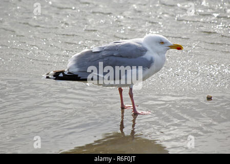 Silbermöwe im Wattenmeer Stockfoto