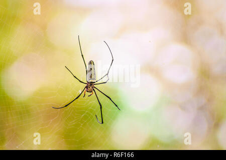 Nephila Maculata, Gaint lange Backen Orb-Weber warten auf Beutefang ist am Nest. Stockfoto