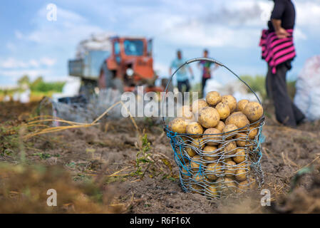 Verdrahtet, Weidenkorb voller frisch dreckig neue Kartoffeln auf dem Feld gegraben, Boden während Gemüse Ernte im Herbst. Die Bauern, die auf Land an countrysid Stockfoto