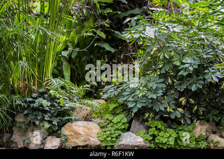 Verschiedene Pflanzen im Botanischen Garten Stockfoto