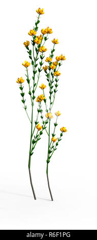 3D-Rendering Genista Hispanica Blumen auf Weiß Stockfoto