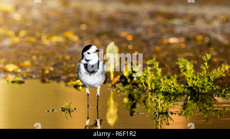 Pied (weiß) wagtail, in der Pfütze. Stockfoto