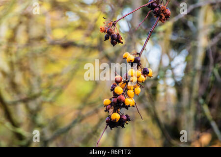Nahaufnahme von Crabapple Frucht am Baum, Malus. In den späten Herbst. Stockfoto