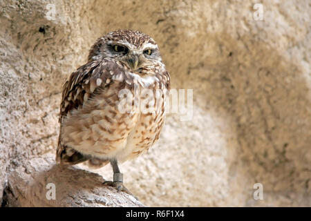 Wenig hawk Stehen auf einem Bein mit dem Ring auf Stockfoto