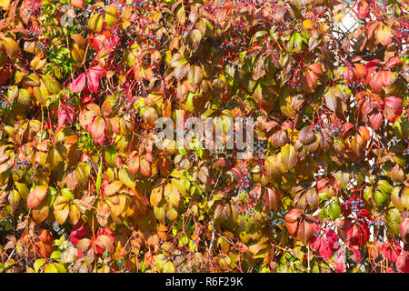 Rote Blätter von wilden Trauben im Park, Herbst Stockfoto