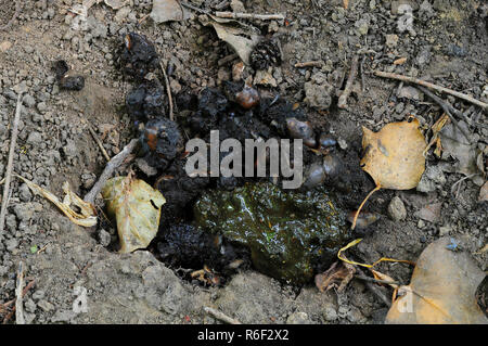 Badger latrine während extremer Trockenheit. Dorset, Großbritannien, Juli 2018 Stockfoto