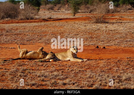 Zwei Löwen in der Savanne von Tsavo Ost in Kenia Stockfoto