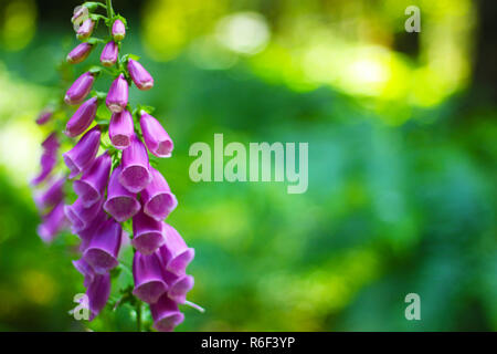 Digitalia Purpurea Fingerhut Blüte. Fingerhut Blumen blühen in einer tiefen rosa Farbe mit grünen bokeh Hintergrund Stockfoto