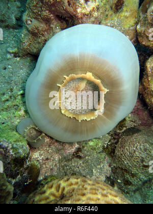 Disc Anemone großer Elefant Ohr - amplexidiscus fenestrafer Stockfoto