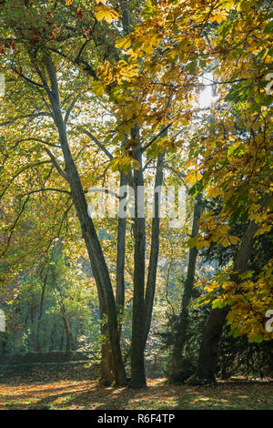 Parque Natural del Monasterio de Piedra, Provinz Zaragoza, Aragon, Spanien. Bäume im Herbst. Stockfoto